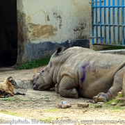 Bangladesh Natinal Zoo_15